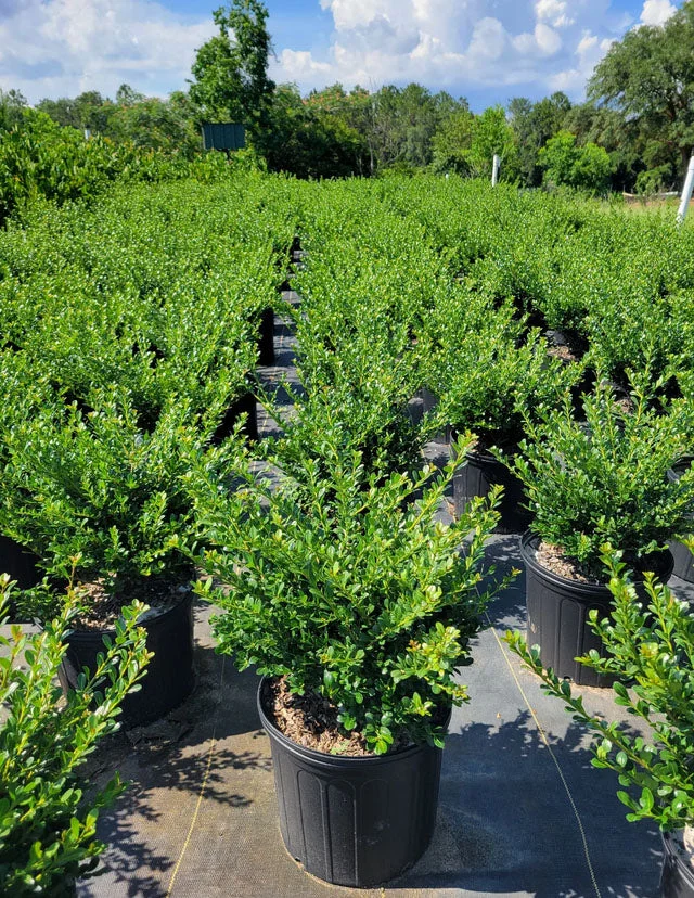 Compact Japanese Holly